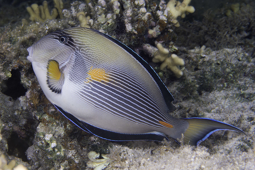 Red Sea surgeonfish