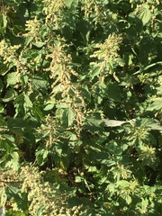 Urtica dioica