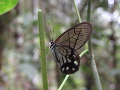 Pseudohaetera mimica