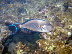 Red Sea Surgeonfish photo 5