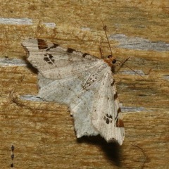 Macaria notata