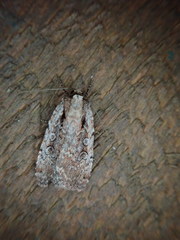 Eueretagrotis attentus