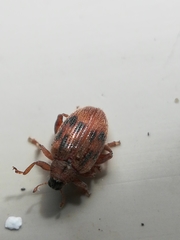 Orchestes steppensis