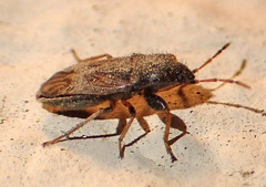 Megalonotus sabulicola