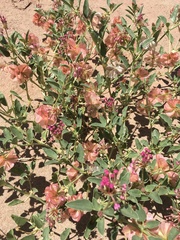 Tripterocalyx carneus