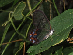 Pseudohaetera hypaesia