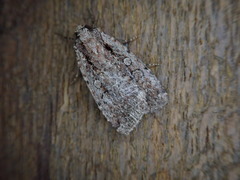 Eueretagrotis attentus