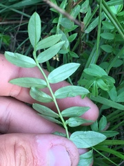 Polemonium occidentale occidentale