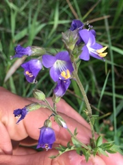 Polemonium occidentale occidentale