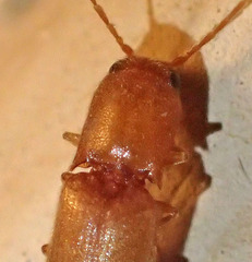 Dolerosomus blaisdelli