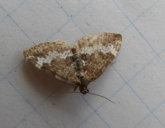 Perizoma alchemillata