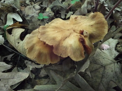 Cortinarius distans