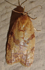 Sparganothis senecionana