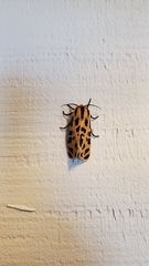 Apantesis arizoniensis