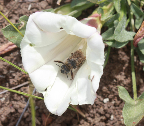 Apidae