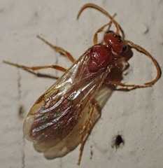 Sphaeropthalminae