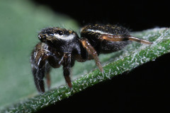 Salticidae