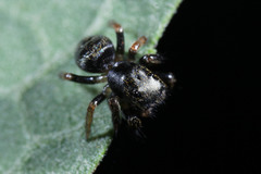 Salticidae