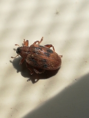 Orchestes steppensis