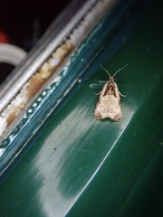 Olethreutes punctanum