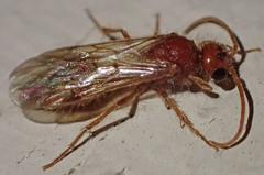 Sphaeropthalminae
