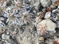 Eriogonum villiflorum