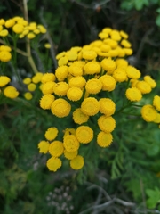 Tanacetum vulgare