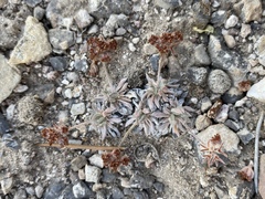 Eriogonum villiflorum