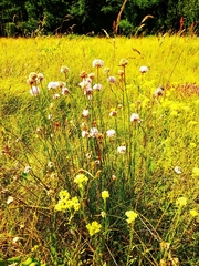 Armeria maritima elongata