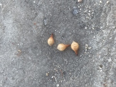 Eriogonum villiflorum