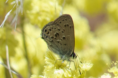 Satyrium behrii