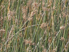 Schoenoplectus scirpoides