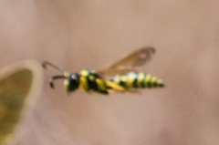Pterocheilus