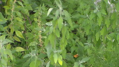 Chenopodium album