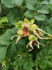 Rosa rugosa