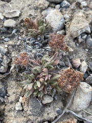 Eriogonum villiflorum