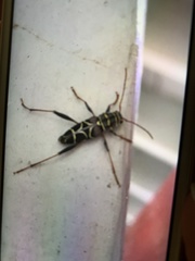 Neoclytus scutellaris