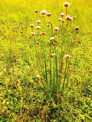 Armeria maritima sibirica