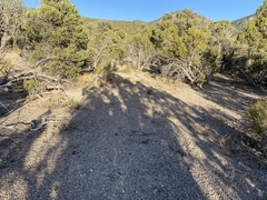 Eriogonum villiflorum