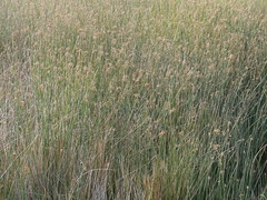 Schoenoplectus scirpoides