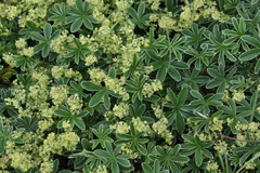 Alchemilla nitida