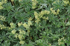 Alchemilla nitida