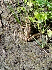 Lithobates pipiens