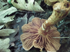 Cortinarius distans