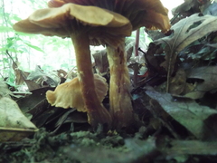 Cortinarius distans