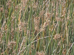 Schoenoplectus scirpoides