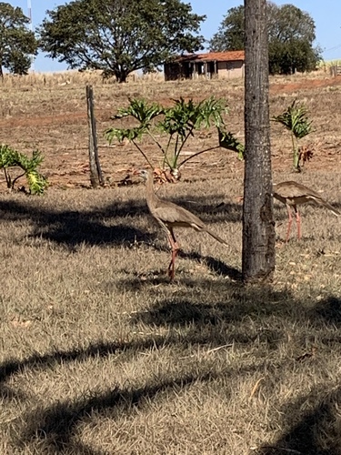 Red-legged Seriema