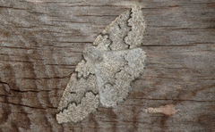 Sabulodes packardata