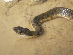 Thamnophis melanogaster