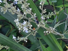 Megachile umbripennis